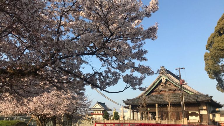 満開の桜の下を走る年に１週間ほどのお楽しみ