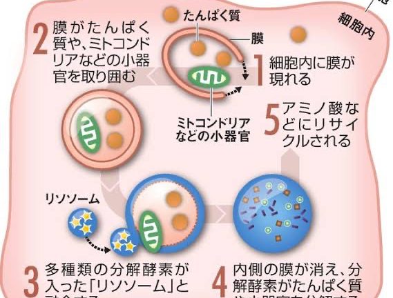 間欠的ファスティングの成果は？１か月経ってどうなった？？