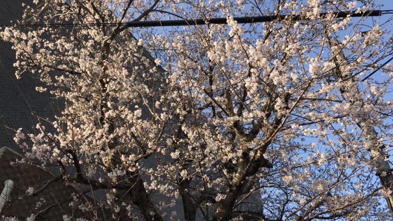 西大寺向州公園開会宣言！満開はいつ？そして週末の花見ランは？