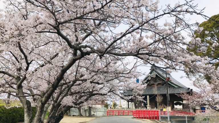 今年初の花見ラン、今年は何回出来るかな？？