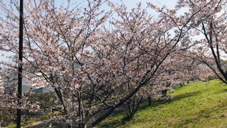 今年最後の花見ラン、花の命は短い