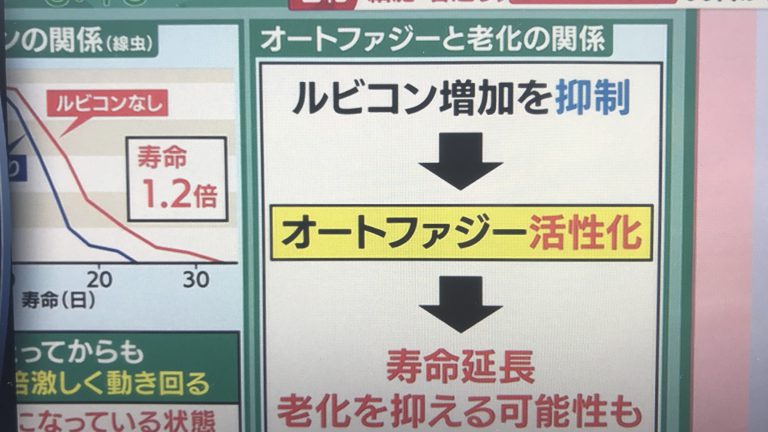 オートファジーは健康寿命を延ばすのか？