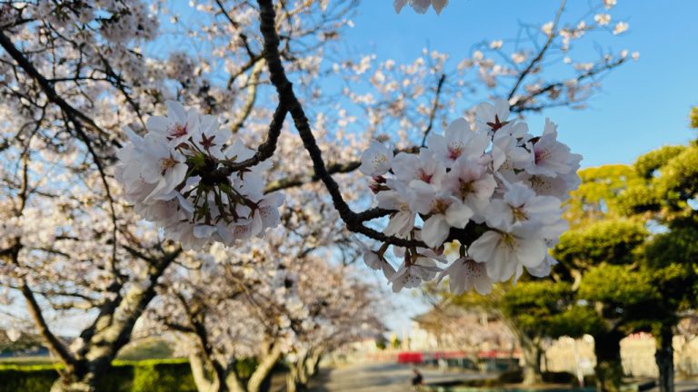 週末までが期限？春を感じる花見ラン