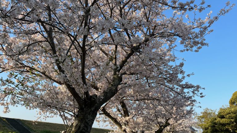 多分、今年最後？桜満開の西大寺朝ラン5キロ