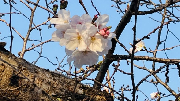 西大寺向州公園開花情報