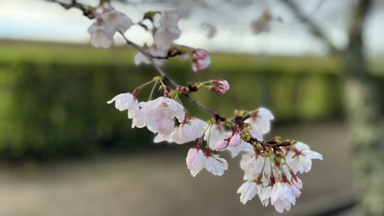 桜も5分咲きで、膝痛も改善？
