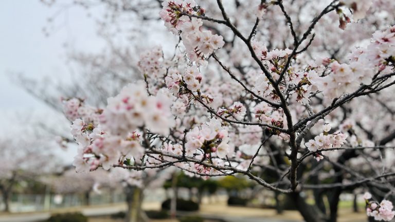 春です！前田穂南選手にちなんだ特別なリレーマラソンのお知らせです！