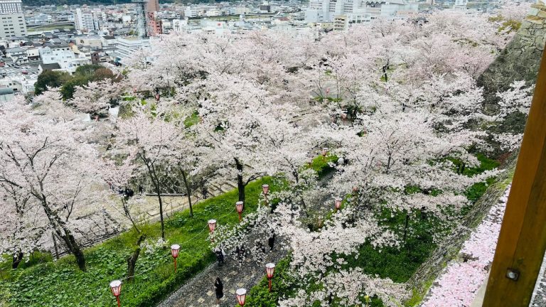 今年の走らない花見は、津山の鶴山公園へ