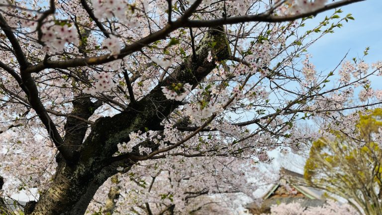 朝ランは急に初夏の陽気で桜も見納め