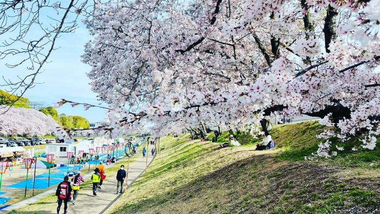 岡山でも桜の開花宣言