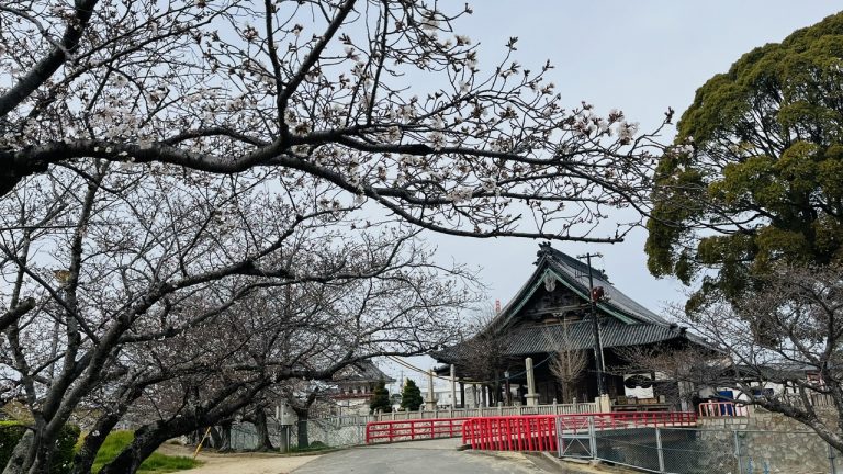 今年の西大寺の桜は遅い？
